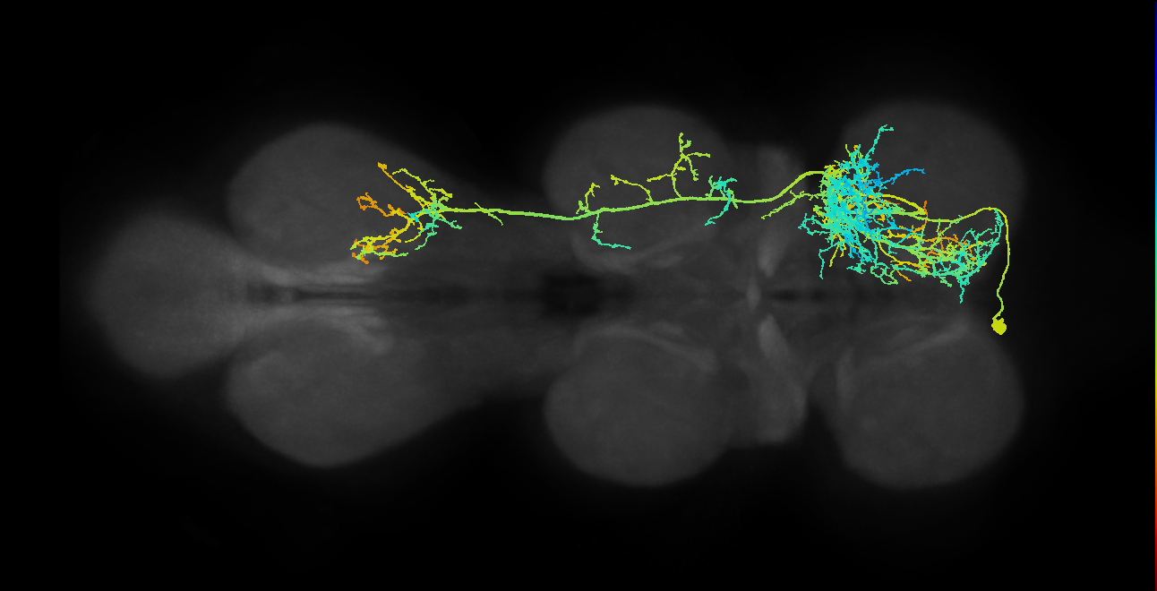 IN01A011_T1_L (MANC:10789)