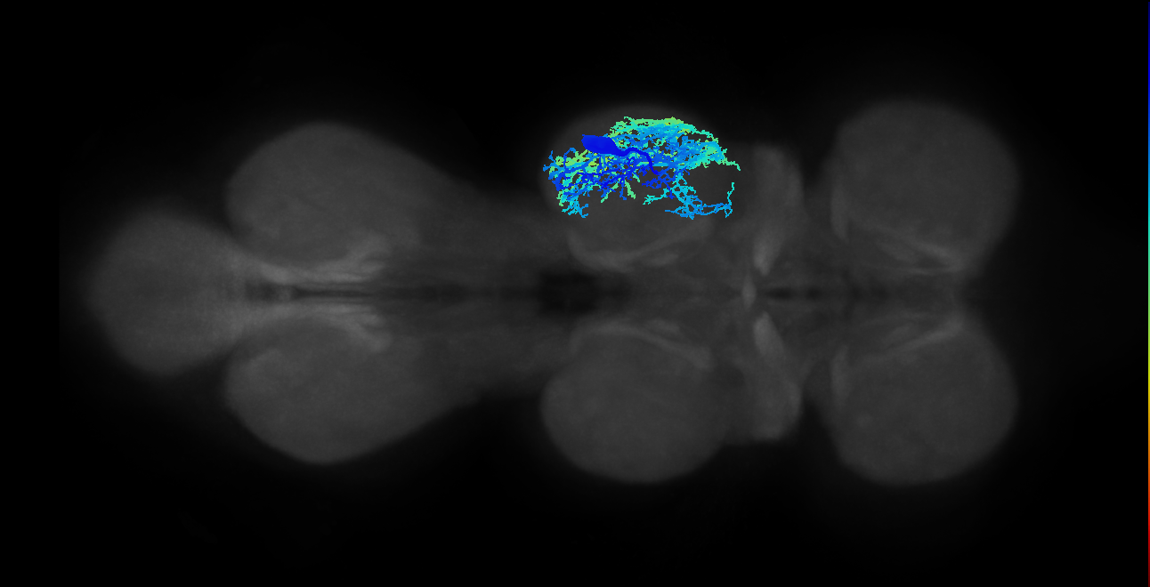 IN13A008_T2_R (MANC:10824)