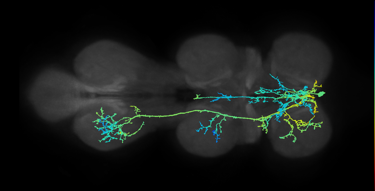 IN10B001_T1_R (MANC:10838)