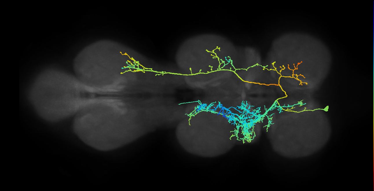 IN07B010_T1_L (MANC:10913)