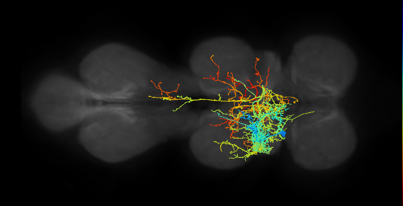 IN08B006_T2_L (MANC:10938)