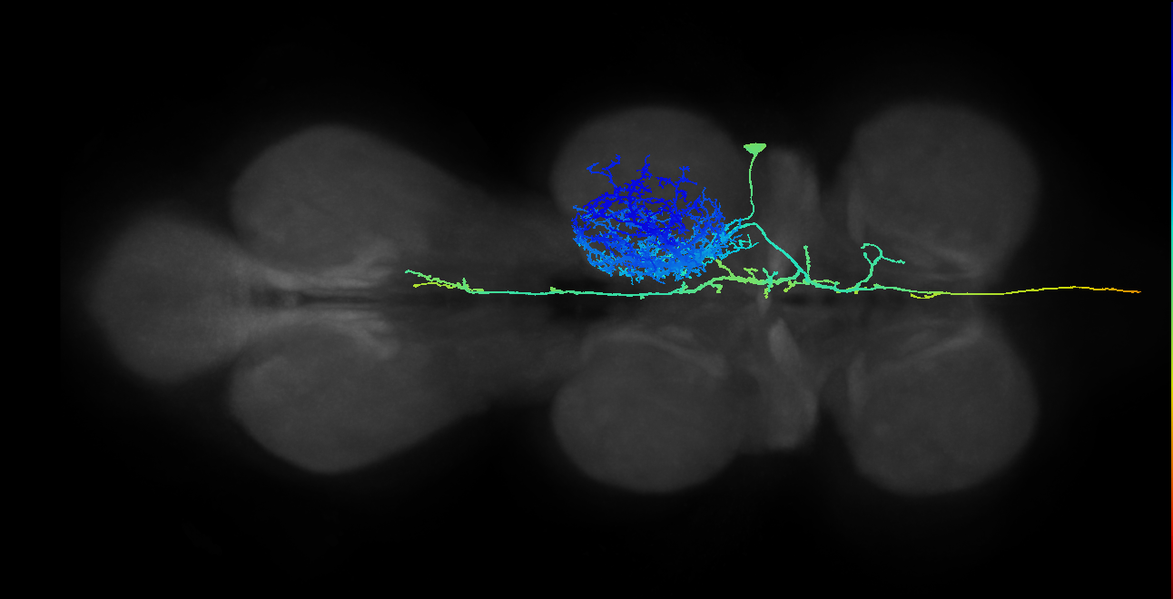 AN17A011_T2_R (MANC:10951)