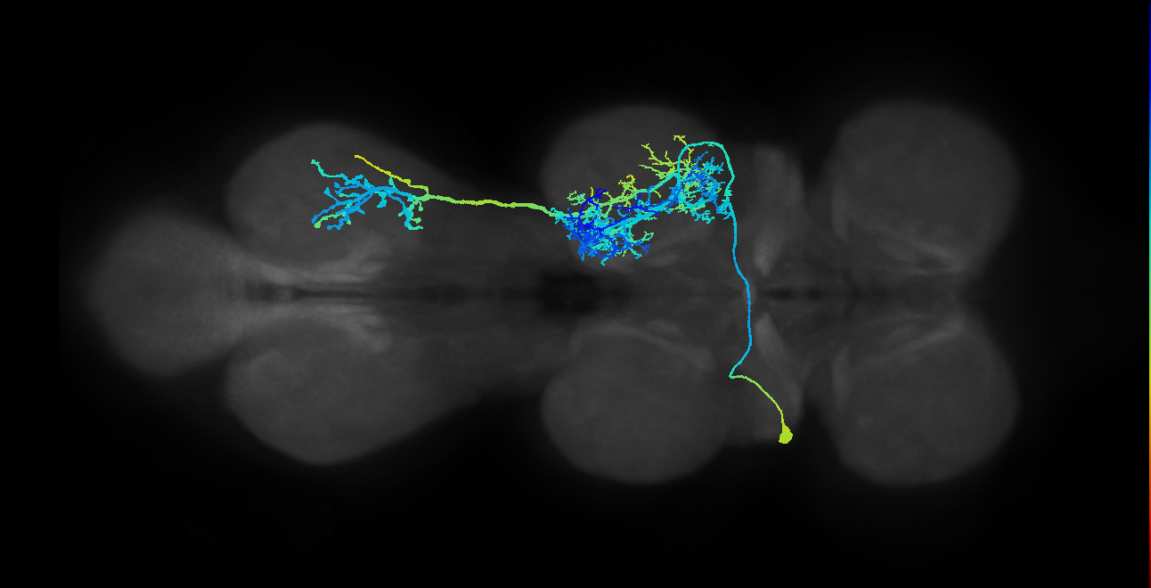 IN01A010_T2_L (MANC:10984)