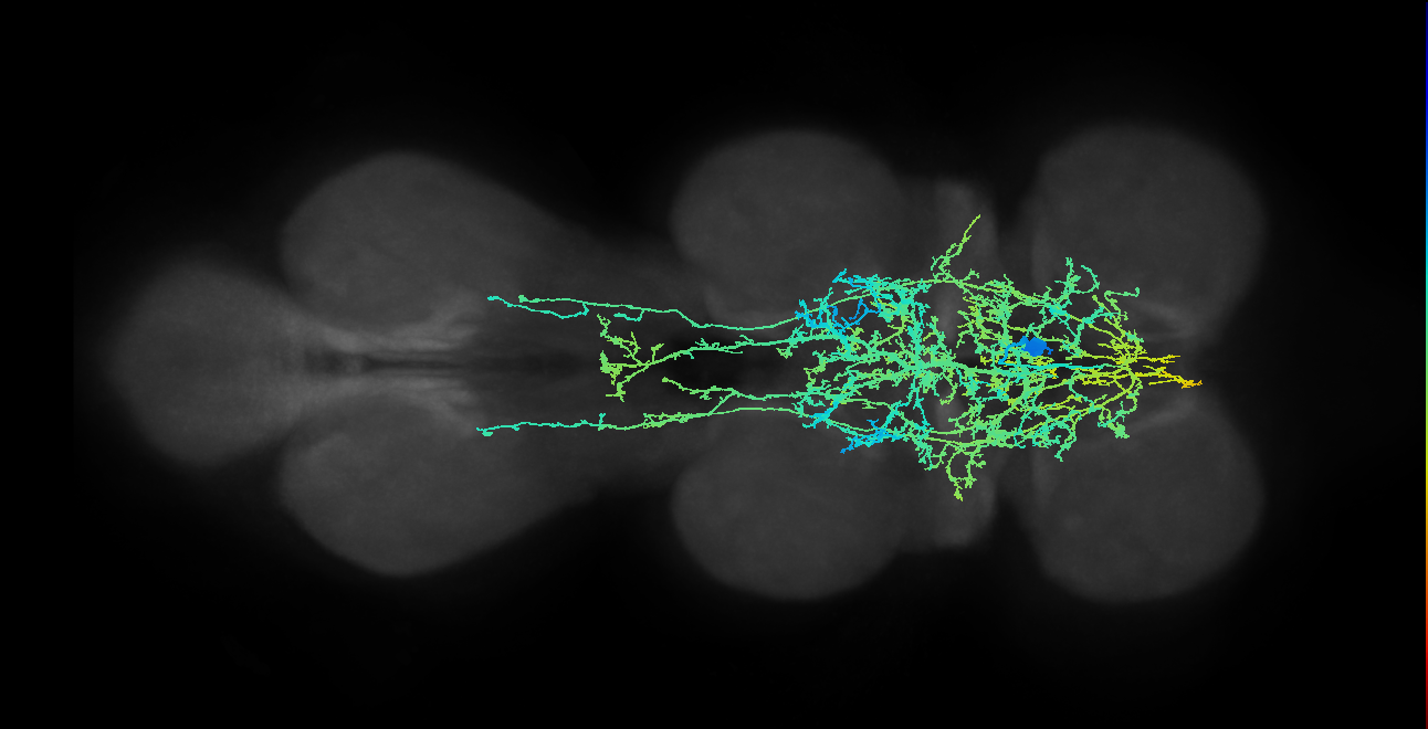 IN00A004_T1_M (MANC:11017)