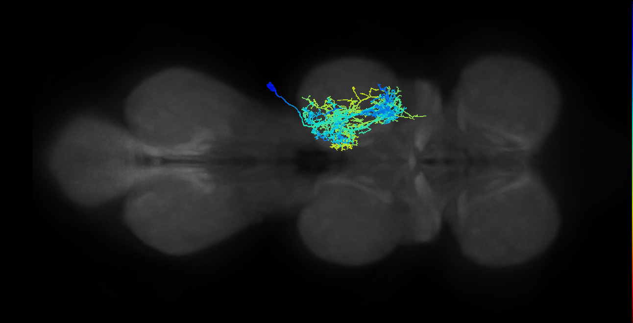 IN21A009_T2_R (MANC:11027)