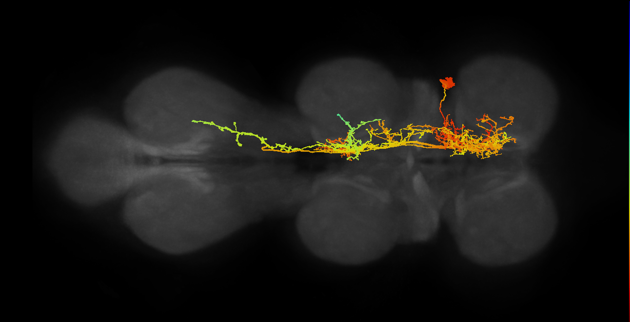 IN11B002_T1_R (MANC:11066)