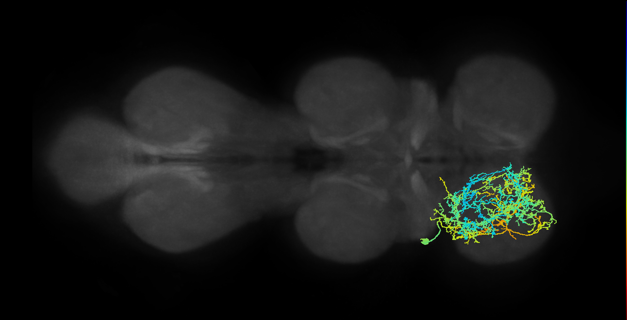 IN03A002_T1_L (MANC:11110)