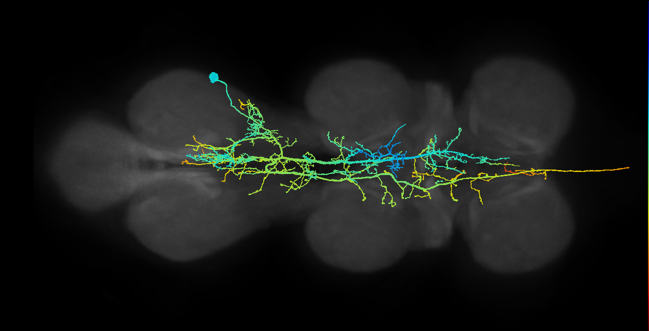 AN08B008_T3_R (MANC:11161)