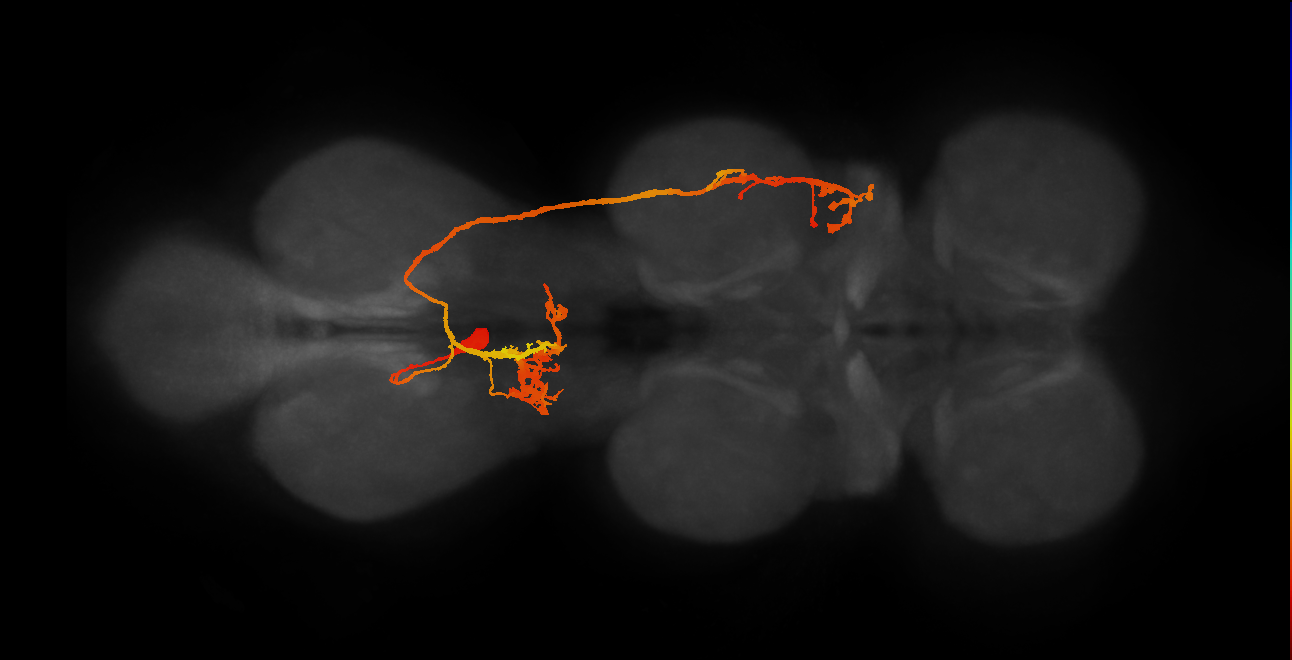 IN19B013_A1_L (MANC:11181)