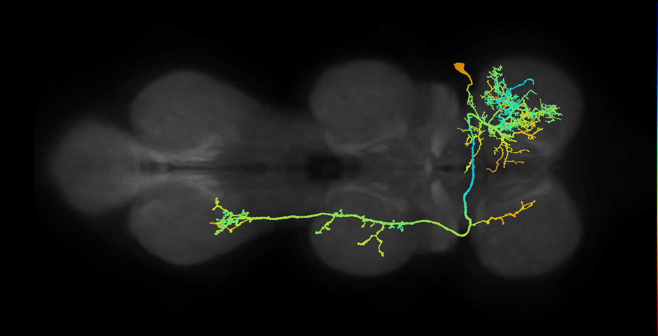 IN01A004_T2_R (MANC:11243)