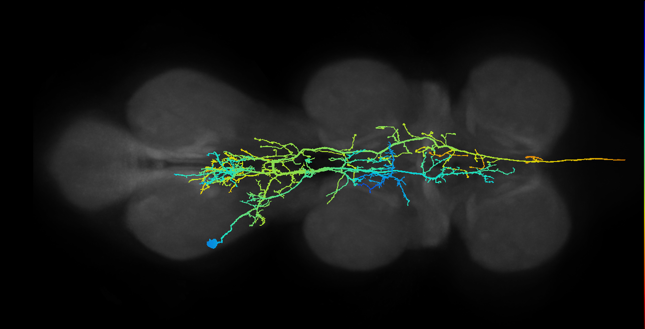 AN08B008_T3_L (MANC:11246)