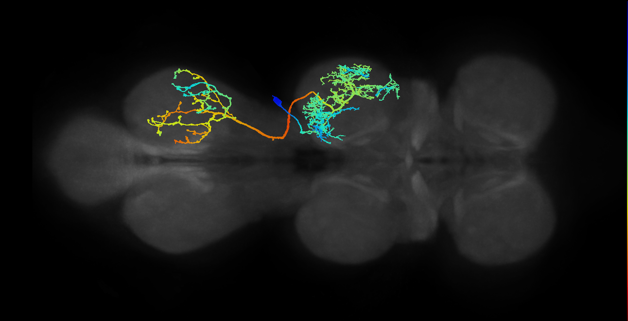 IN12A003_T2_R (MANC:11326)