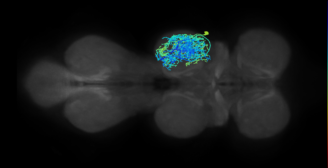 IN09A005_T2_R (MANC:11356)