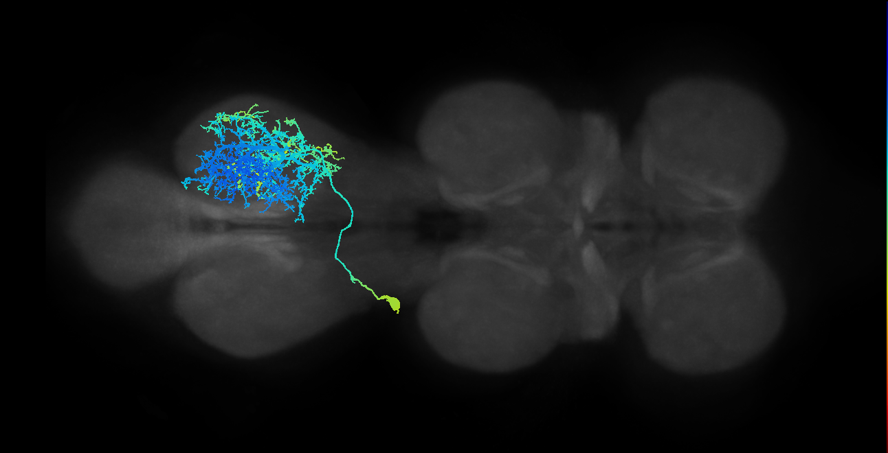 IN01A012_T3_L (MANC:11379)