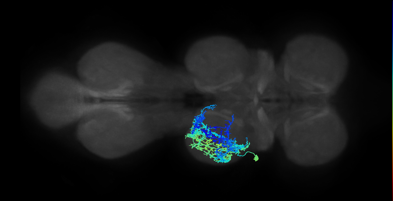 IN17A016_T2_L (MANC:11381)