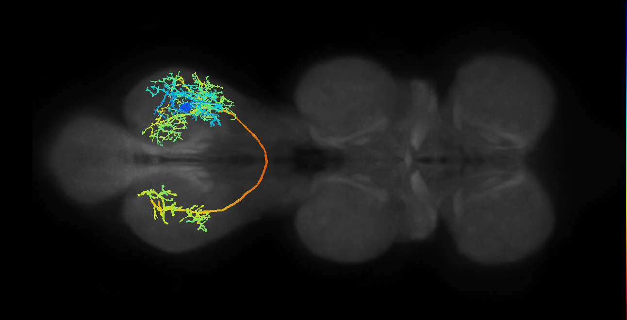 IN14B005_T3_R (MANC:11449)