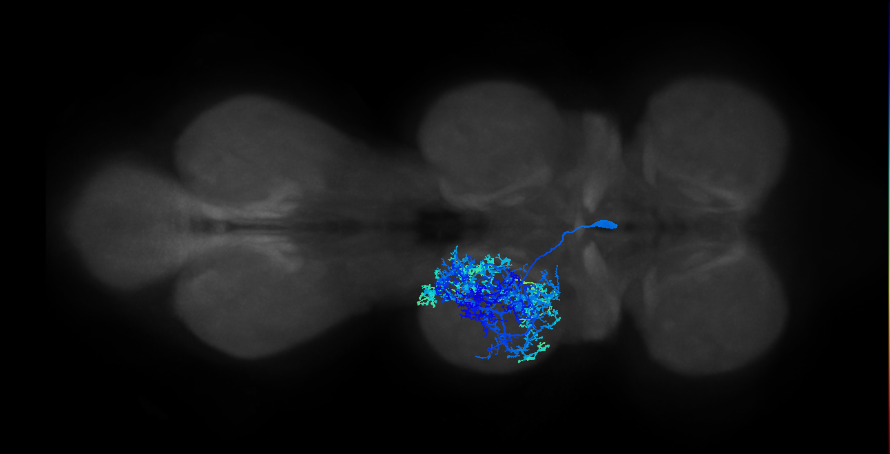 IN13B006_T2_R (MANC:11456)
