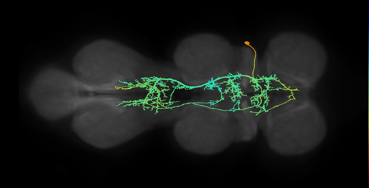 IN23B003_T1_R (MANC:11473)