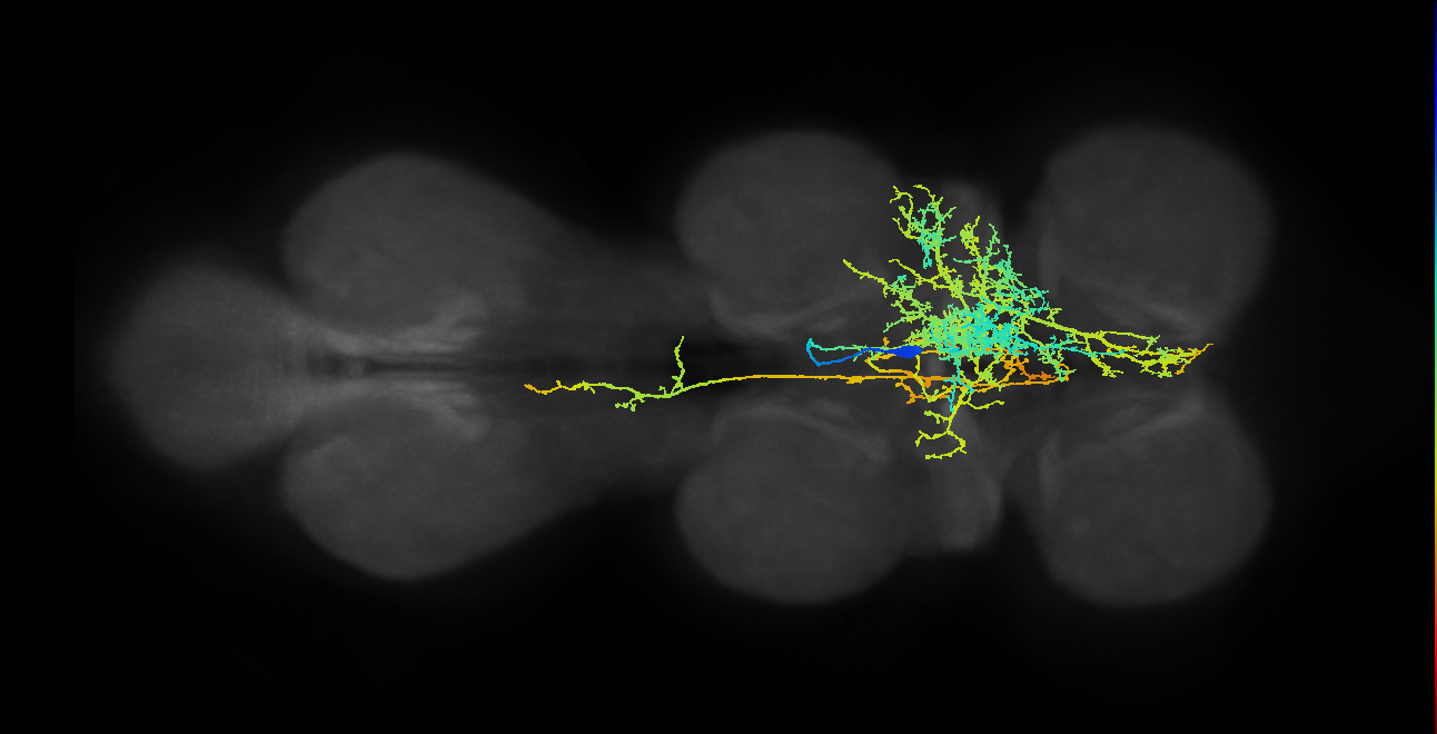 IN06B058_T2_R (MANC:11492)