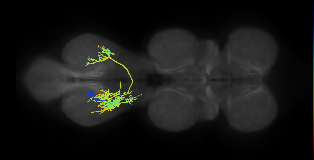 IN07B009_T3_L (MANC:11493)