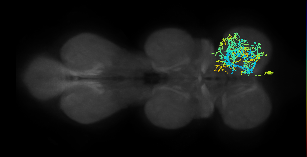 IN17A018_T1_R (MANC:11518)