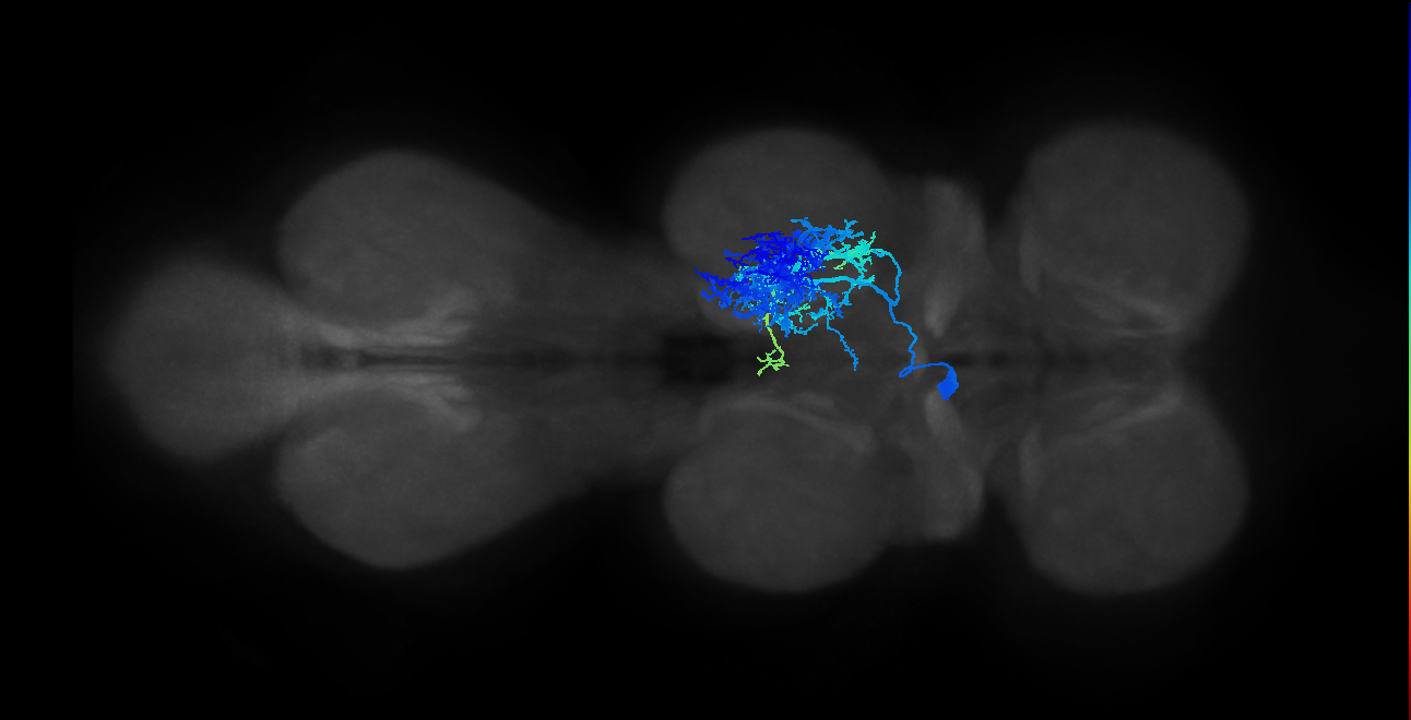 IN13B003_T2_L (MANC:11569)