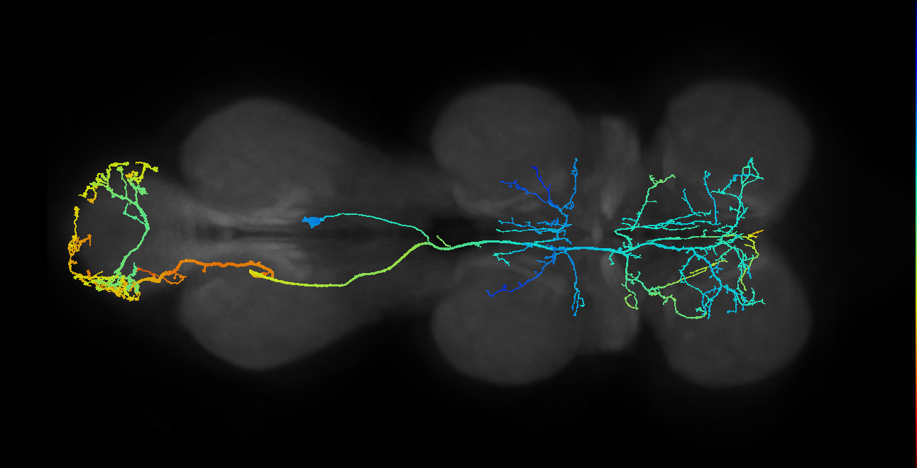 IN10B001_T3_R (MANC:11608)
