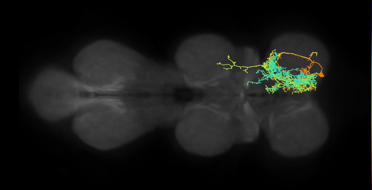 IN17A019_T1_R (MANC:11626)