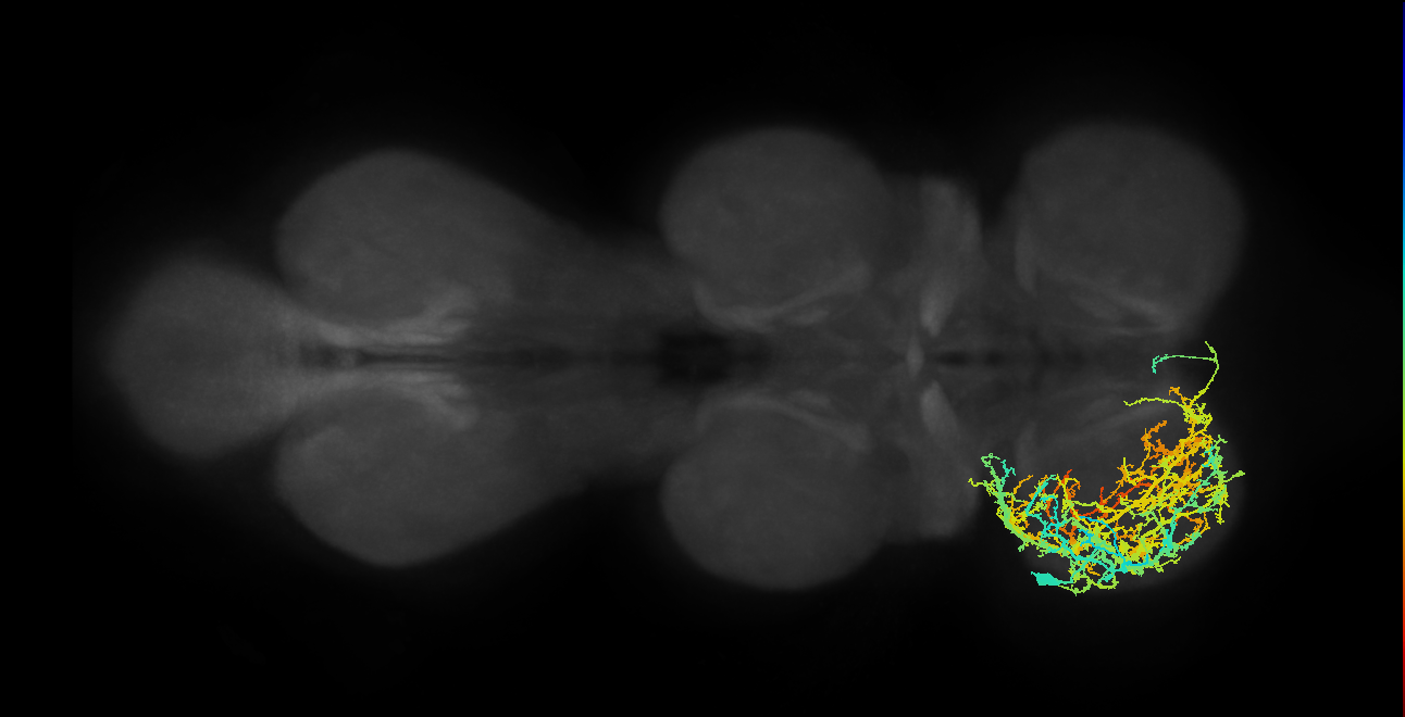 IN20A.22A003_T1_L (MANC:11636)