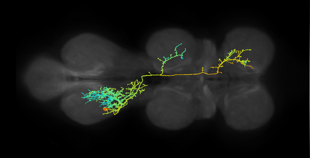 IN18B011_T3_L (MANC:11668)