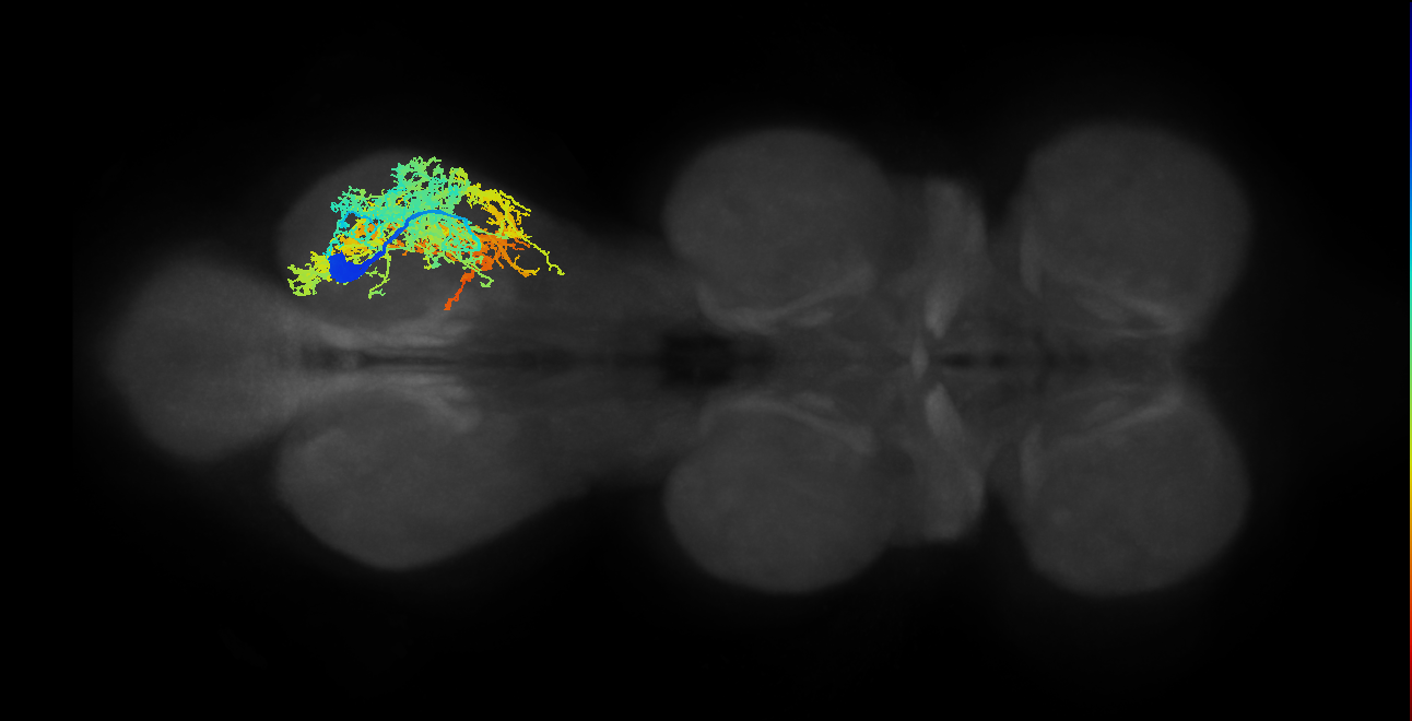 IN16B001_T3_R (MANC:11716)