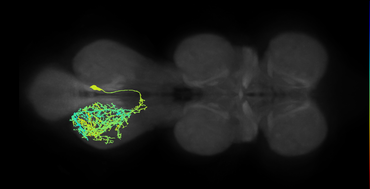 IN12B004_T3_R (MANC:11774)