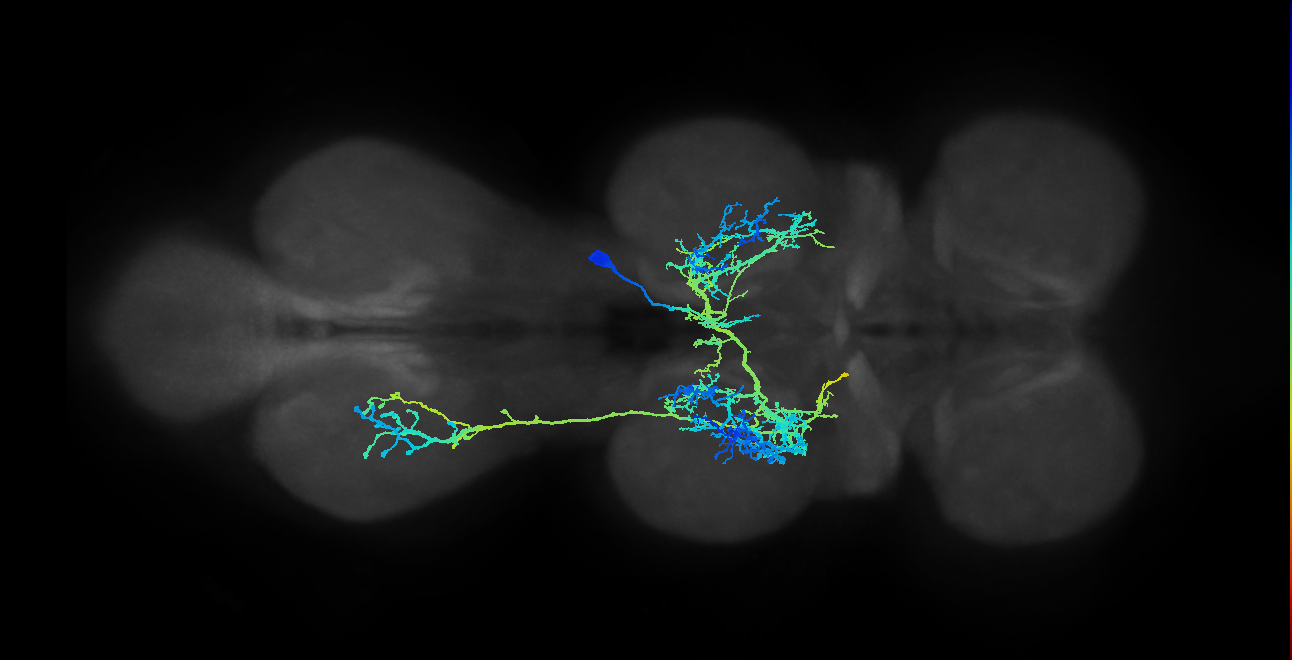 IN12B006_T2_R (MANC:11778)