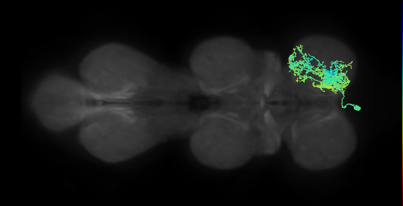 IN14A001_T1_L (MANC:11782)