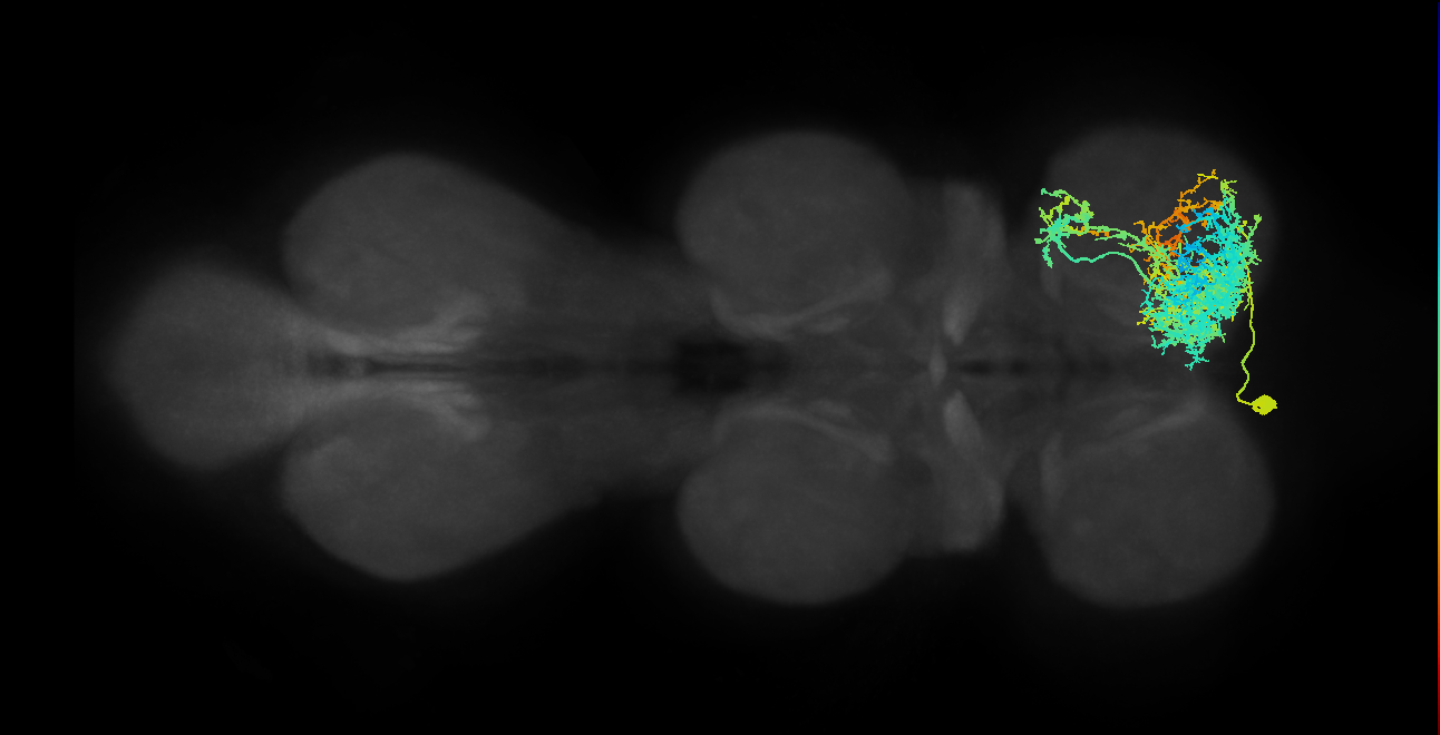 IN01A012_T1_L (MANC:11861)