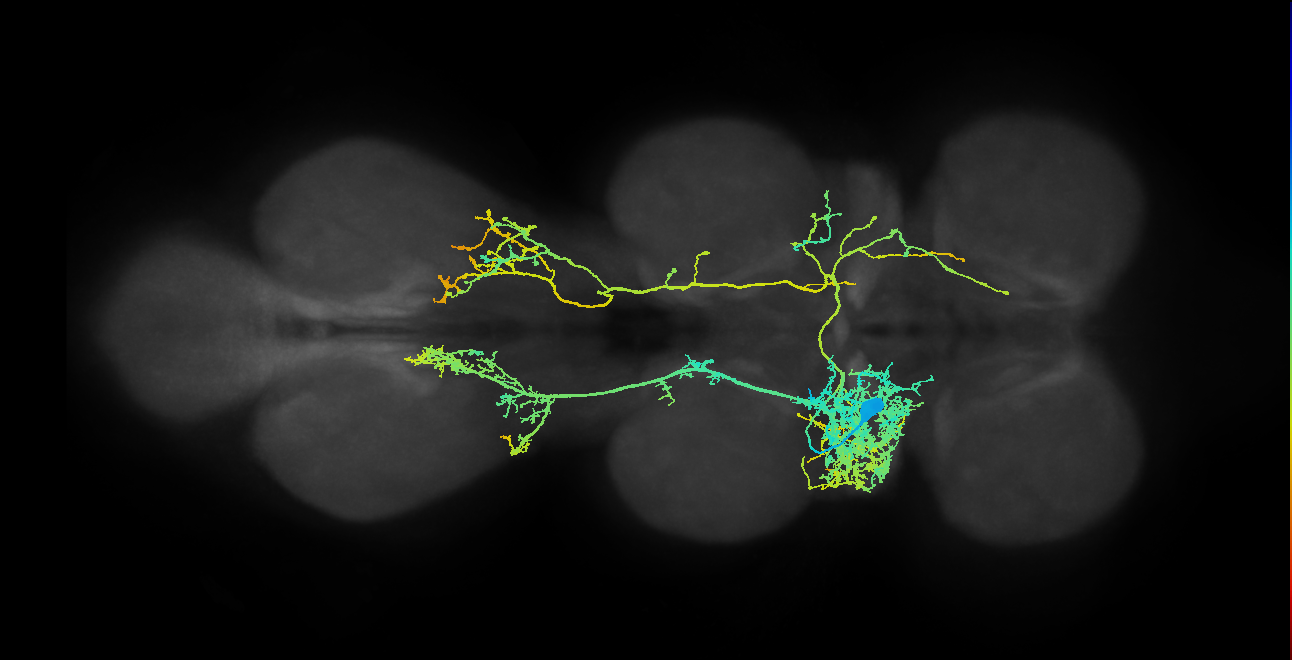 IN08B015_T2_L (MANC:11862)