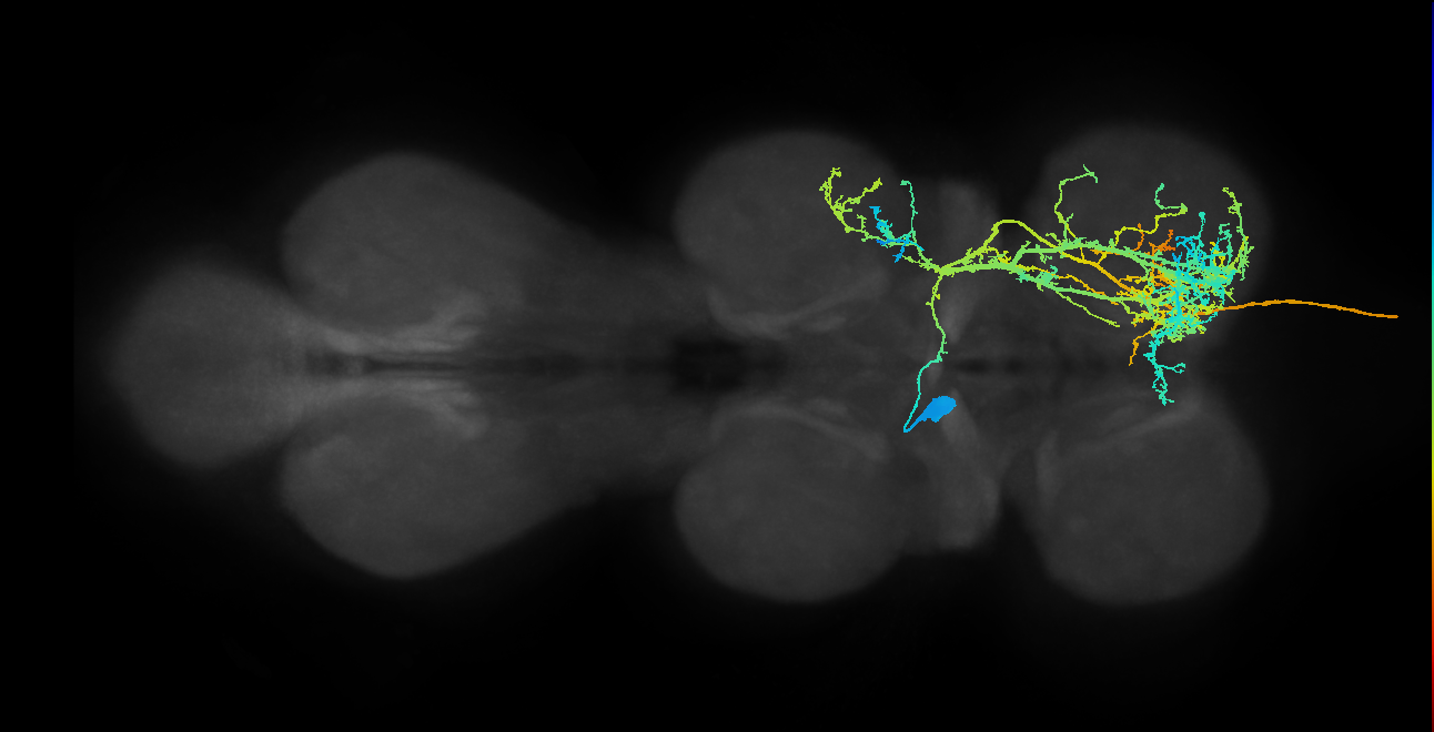 AN10B001_T2_L (MANC:11872)
