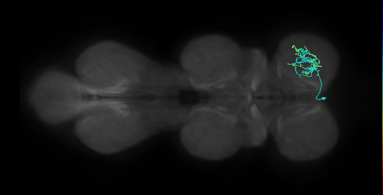 IN13B029_T1_L (MANC:11882)