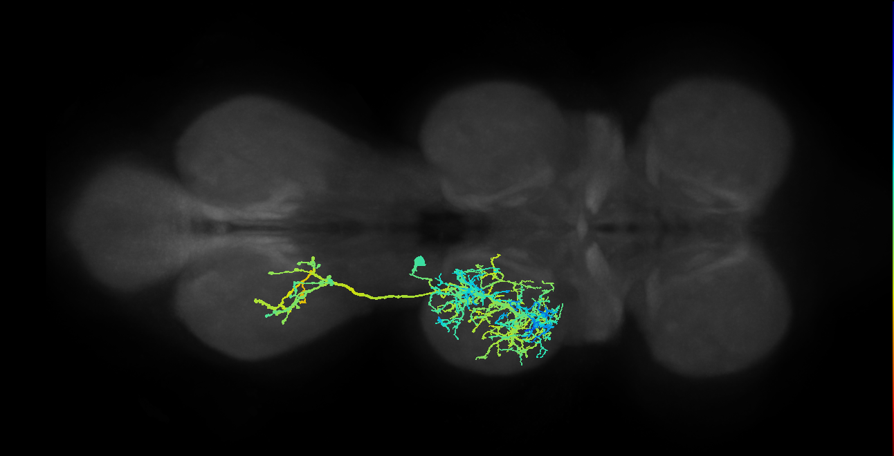 IN03B026_T2_L (MANC:11890)