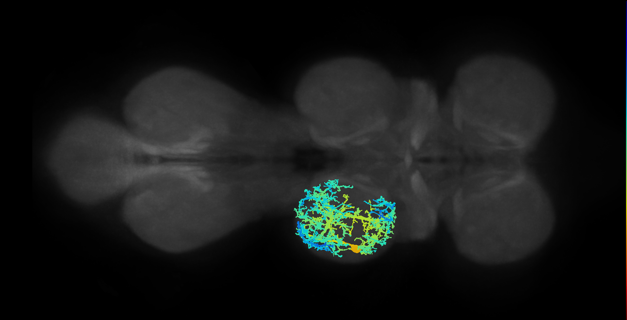 IN19A003_T2_L (MANC:11891)