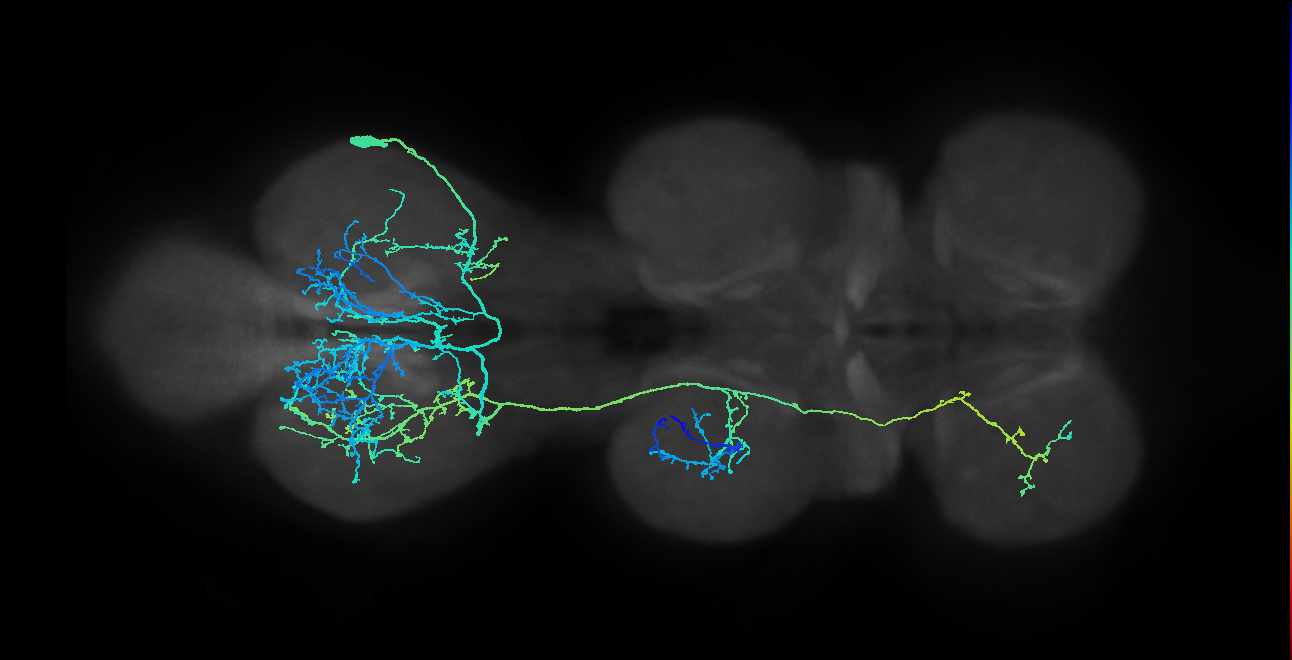 IN09B004_T3_R (MANC:11892)