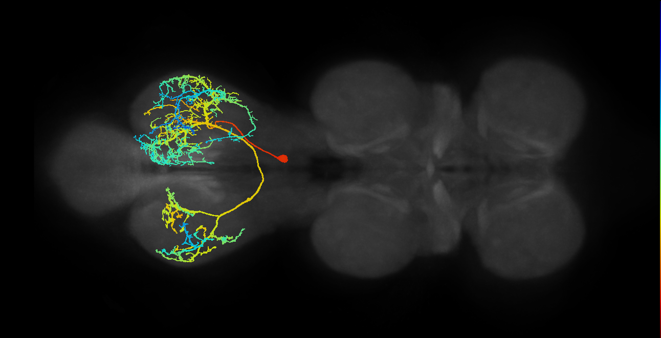 IN19B019_T3_R (MANC:11893)