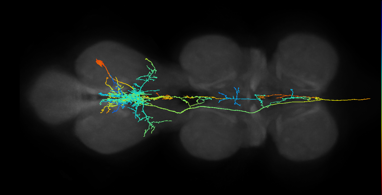 AN05A001_A1_R (MANC:11895)