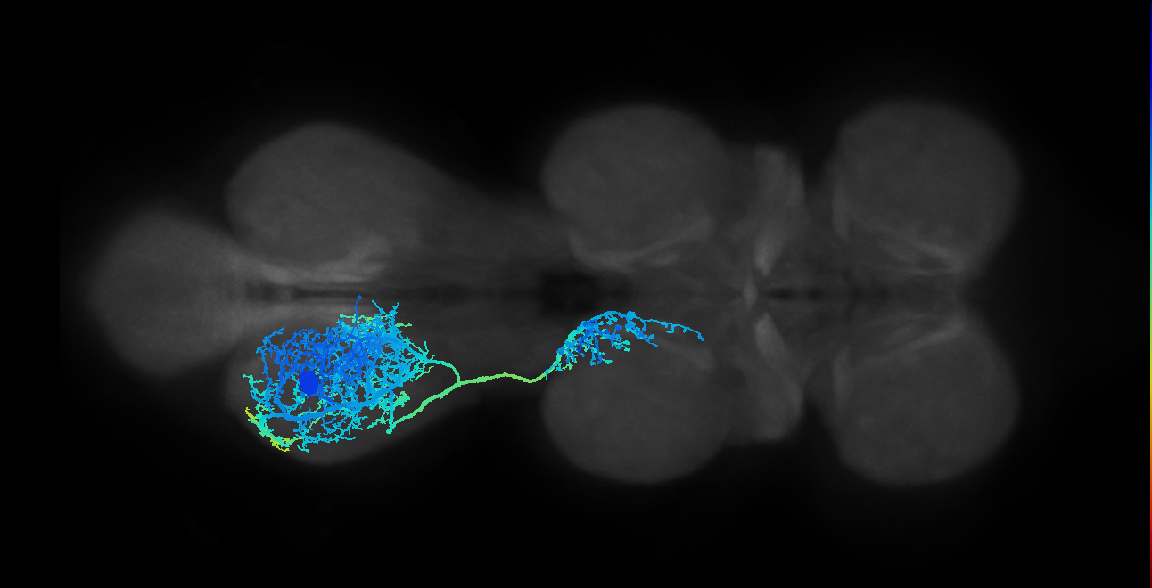 IN13A004_T3_L (MANC:11896)