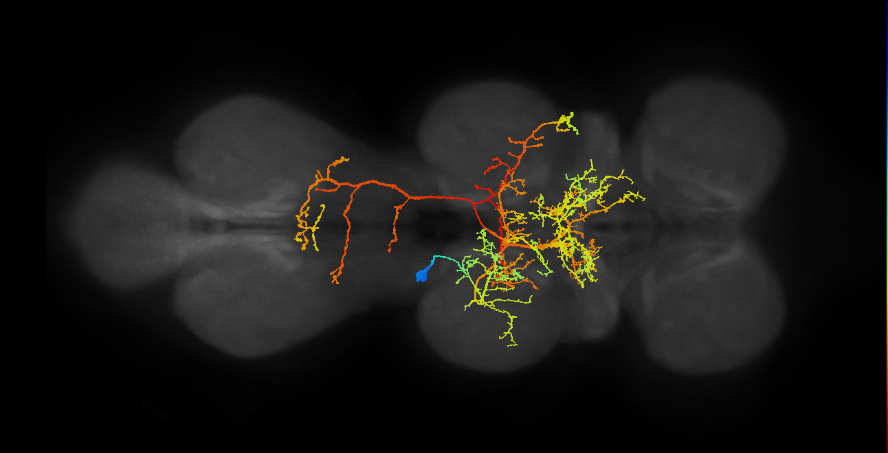 IN06A004_T2_L (MANC:11907)