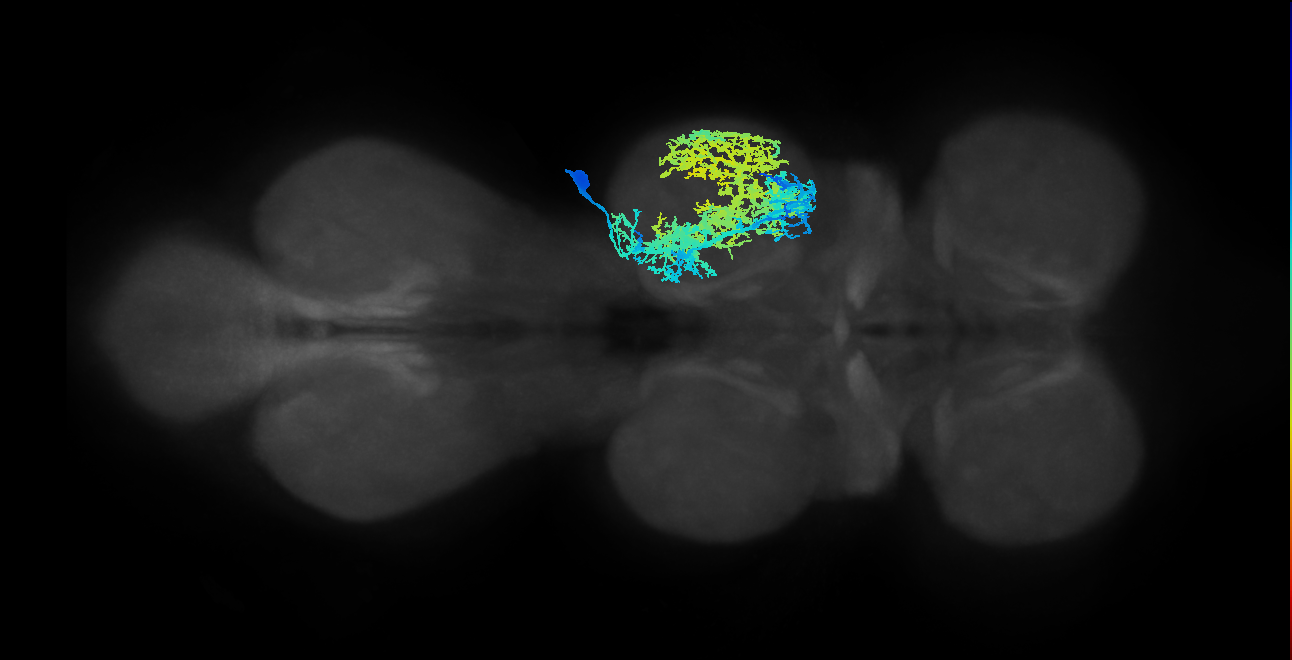 IN21A009_T2_R (MANC:11908)