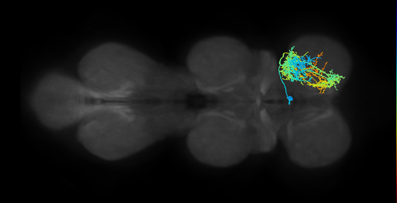 IN26X002_T1_L (MANC:11912)