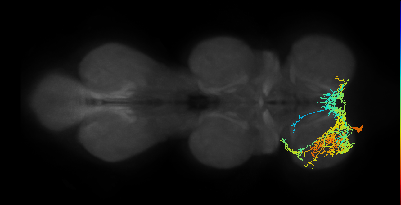 IN17A015_T1_L (MANC:11924)