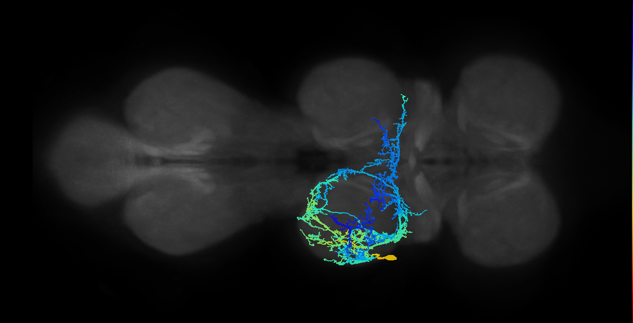 IN17A015_T2_L (MANC:11943)