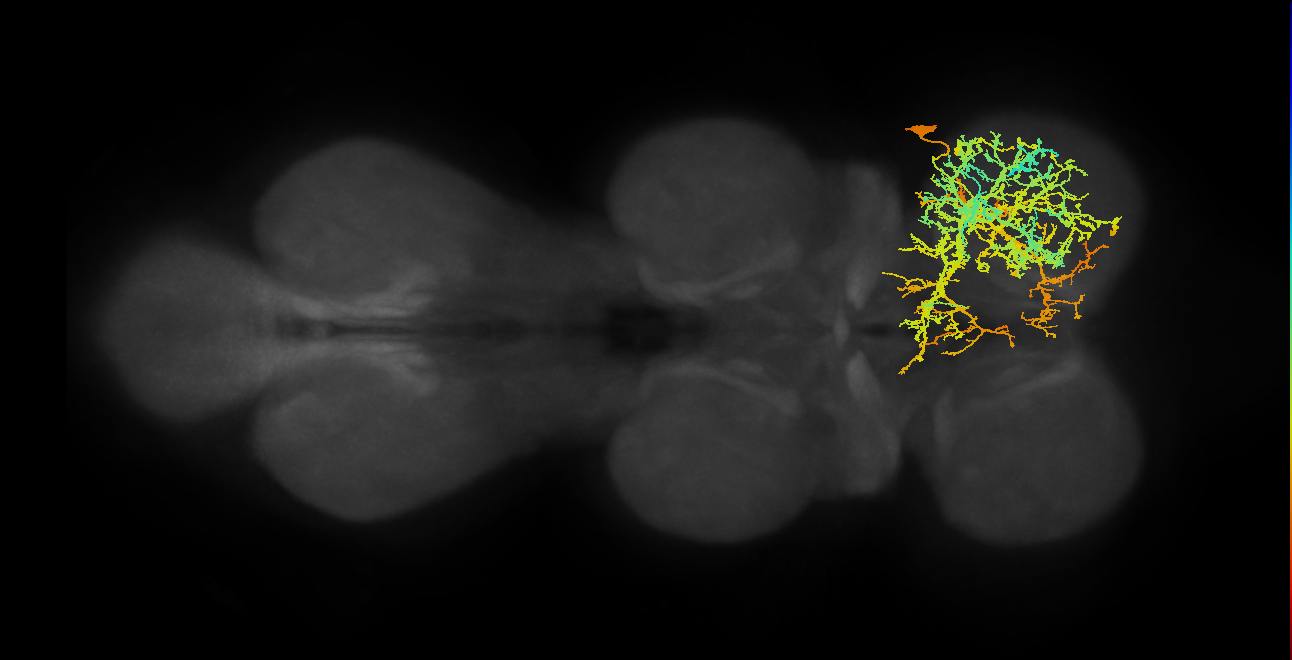 IN21A019_T1_R (MANC:11948)